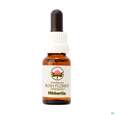 Sie sehen eine Packung Aub Hibbertia, Produktbild: 03 Aub Hibbertia, A-Nr.: 2627080 - 03