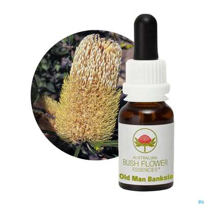 Sie sehen eine Packung Aub Old Man Banksia, Produktbild: 04 Aub Old Man Banksia, A-Nr.: 2627200 - 04
