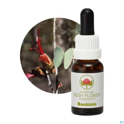 Aub Bauhinia, A-Nr.: 2626844 - 04