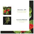 Sie sehen eine Packung Furterer Triphasic Progressive Kur 8 X 5,5ml, Produktbild: 15 Furterer Triphasic Progressive Kur 8 X 5,5ml, A-Nr.: 5439522 - 15