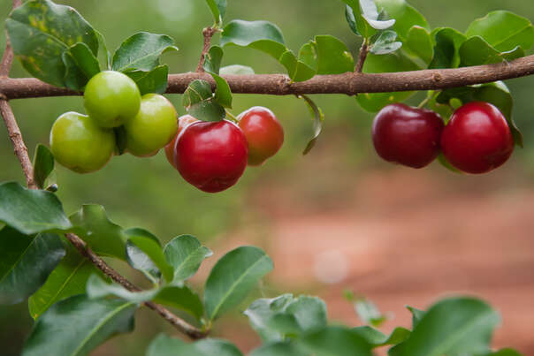 BIO Acerola Vitamin C Fruchtpulver, 100% pur, gefriergetrocknet mit 30% natürlichem Vitamin C, A-Nr.: 5659548 - 05