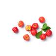 Sie sehen eine Packung BIO Acerola Vitamin C Fruchtpulver, mit 17% natürlichem Vitamin C, 500g, Produktbild: 03 BIO Acerola Vitamin C Fruchtpulver, mit 17% natürlichem Vitamin C, 500g, A-Nr.: 5229032 - 03