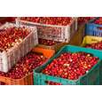 Sie sehen eine Packung BIO Acerola Vitamin C Fruchtpulver, mit 17% natürlichem Vitamin C, 500g, Produktbild: 05 BIO Acerola Vitamin C Fruchtpulver, mit 17% natürlichem Vitamin C, 500g, A-Nr.: 5229032 - 05