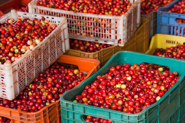 Sie sehen eine Packung BIO Acerola Vitamin C Fruchtpulver, mit 17% natürlichem Vitamin C, 500g, Produktbild: 05 BIO Acerola Vitamin C Fruchtpulver, mit 17% natürlichem Vitamin C, 500g, A-Nr.: 5229032 - 05